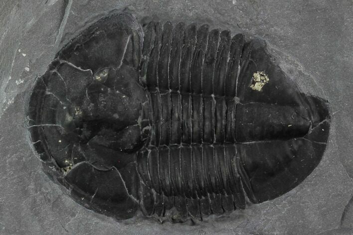 Asaphiscus Wheeleri Trilobite - Utah #97173
